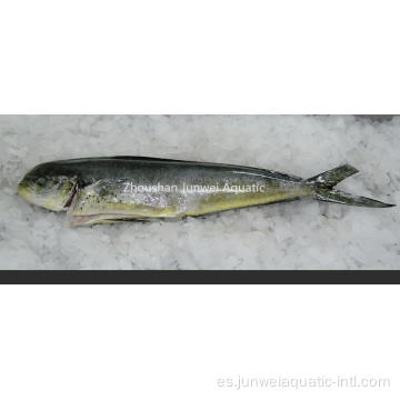 mahi mahi congelado W / G para la venta